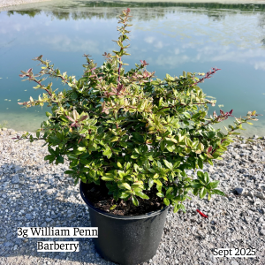 September 2025 3g William Penn Barberry Single Website